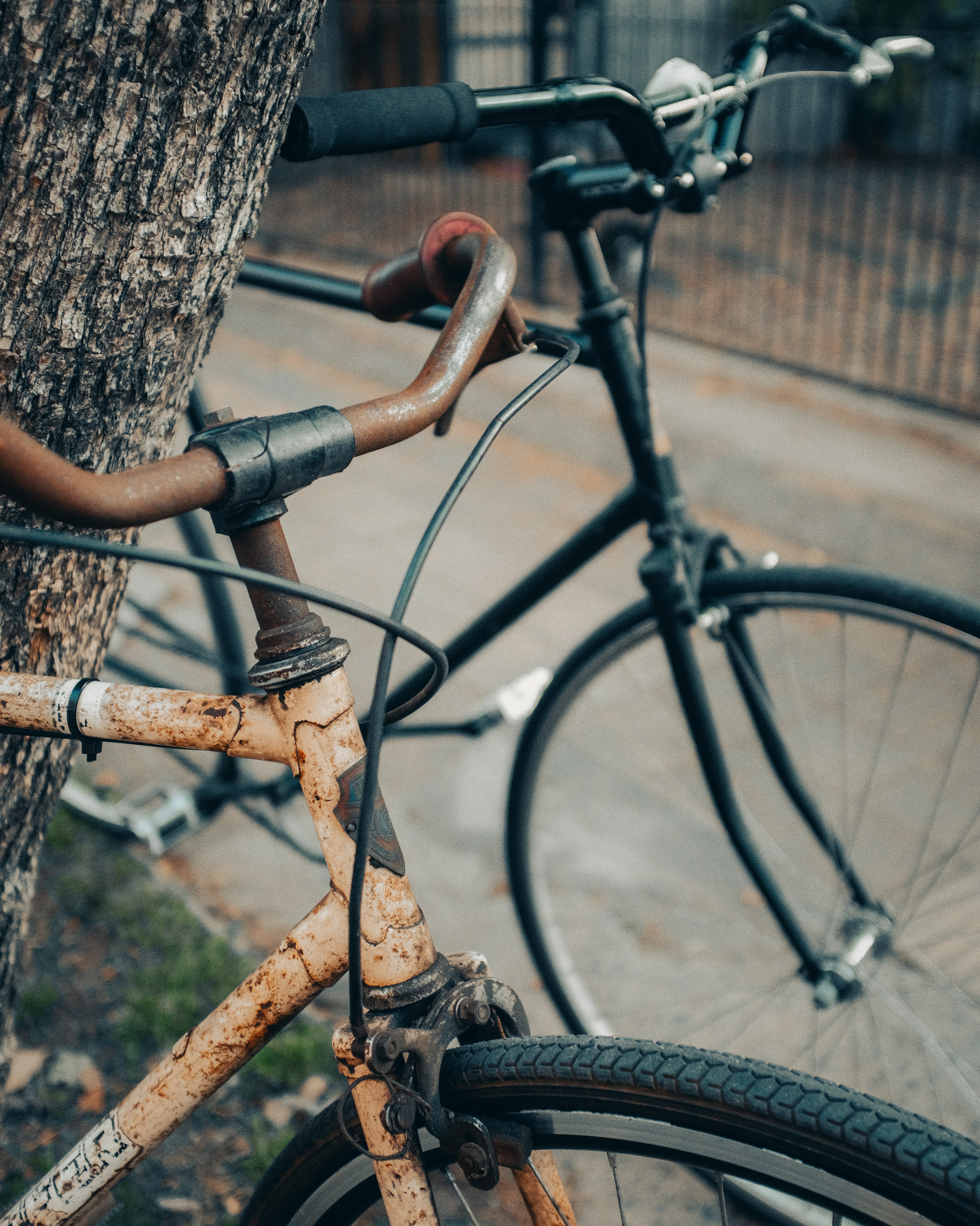 brown city bicycle leaning on brown tree trunk